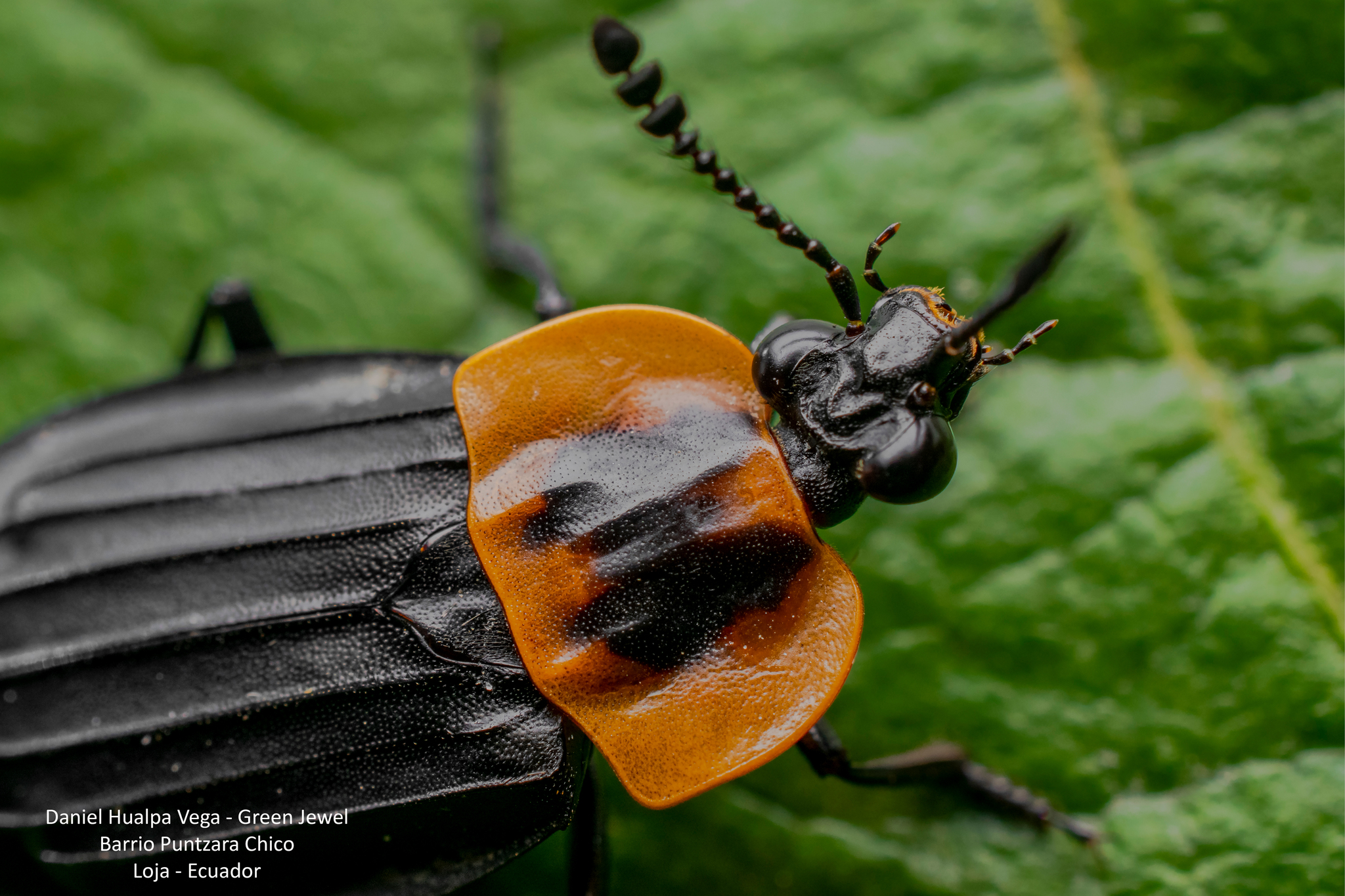 Staphylinidae image