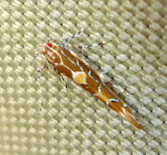 Pyroderces apparitella