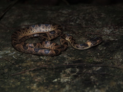 Leptodeira larcorum