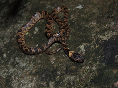 Leptodeira larcorum