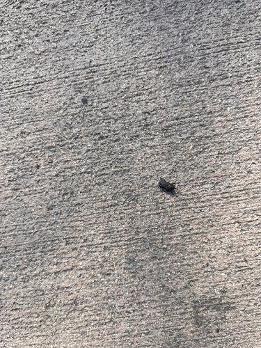 Hunting Billbug photo 5