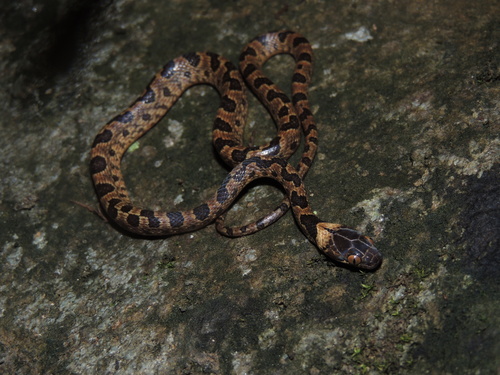 Peruvian Cat-eyed Snake