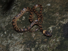 Leptodeira larcorum