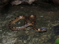 Leptodeira larcorum