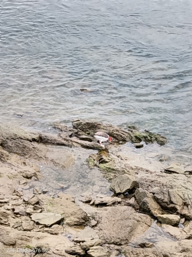 American Oystercatcher
