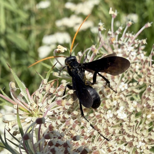 Entypus fulvicornis photo 4