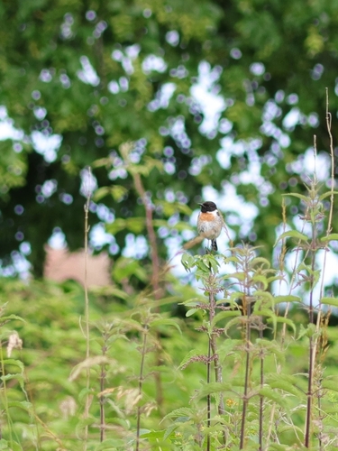 European Stonechat