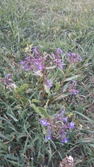 Anchusa stylosa
