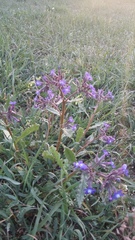 Anchusa stylosa
