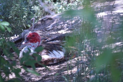 Muscovy Duck