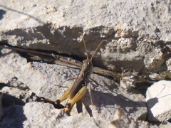 Rammeihippus dinaricus