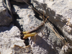 Rammeihippus dinaricus