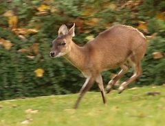 Four-Horned Antelope photo 4