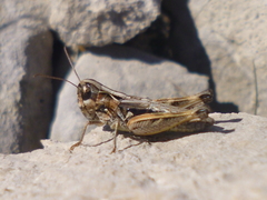 Rammeihippus dinaricus