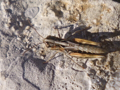 Rammeihippus dinaricus