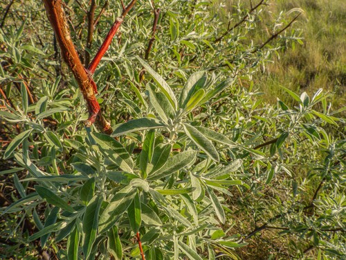 Russian olive