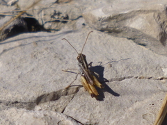 Rammeihippus dinaricus