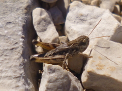 Rammeihippus dinaricus