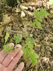 author not stated, no rights reserved Hydrophyllum macrophyllum, photograph author not stated, no rights reserved