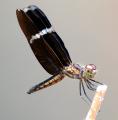Zenithoptera lanei