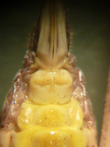 Bučićev konjic grmušar (Rhacocleis buchichii)