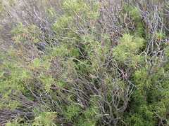 Choisya dumosa