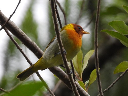 Rufous-headed Tanager (Hemithraupis ruficapilla), photo 6