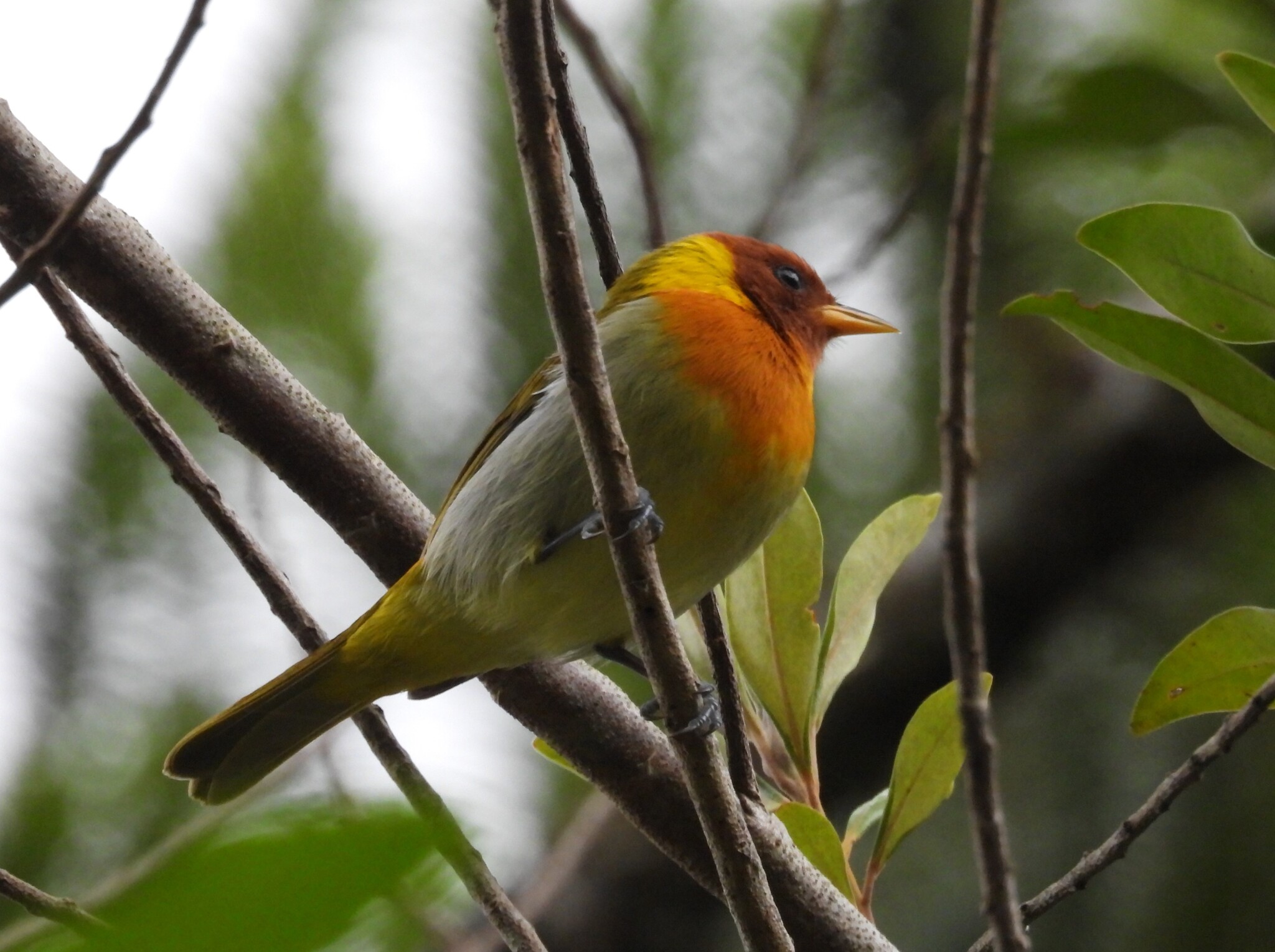 Rufous-headed Tanager (Hemithraupis ruficapilla), photo 9