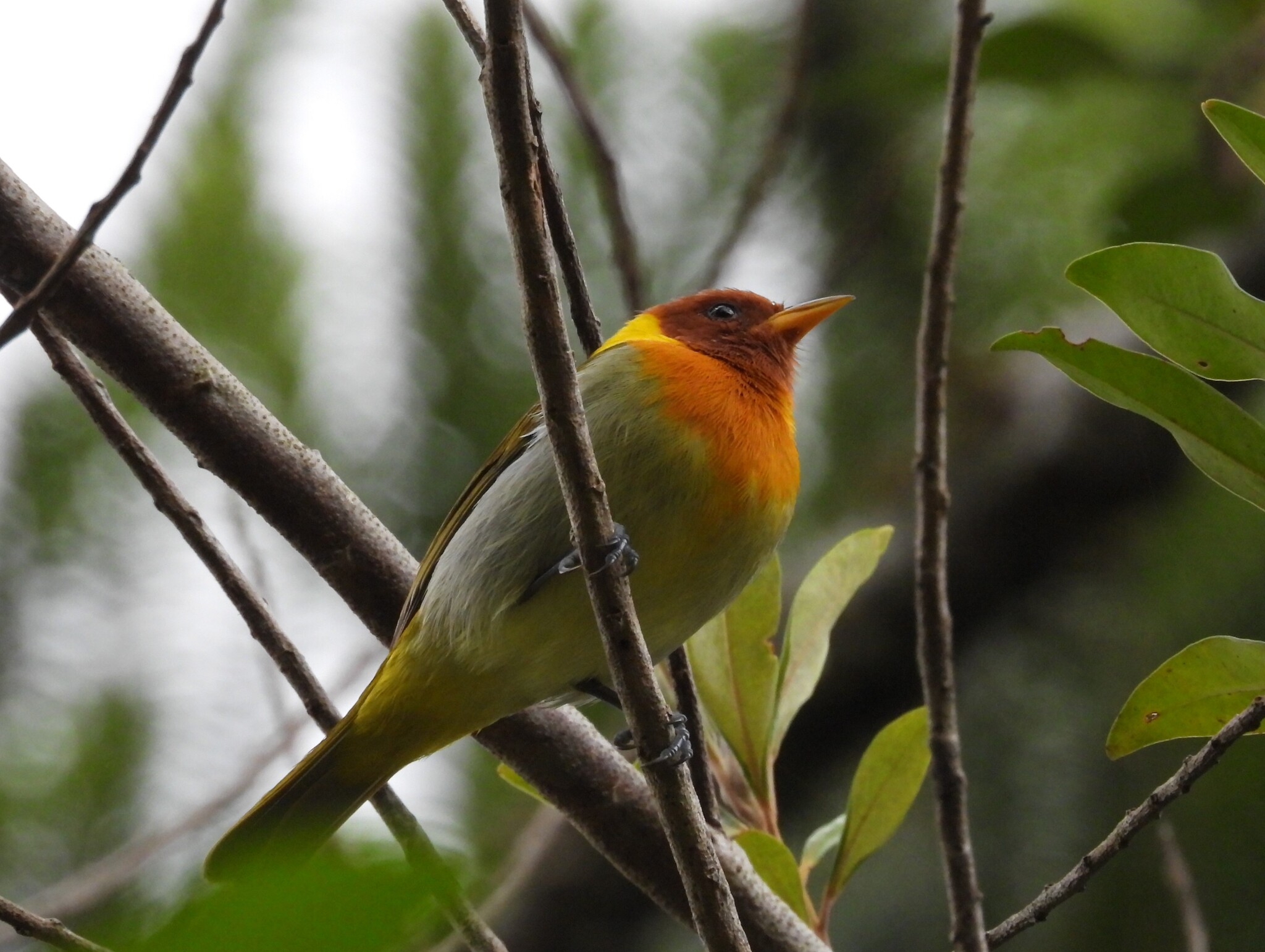 Rufous-headed Tanager (Hemithraupis ruficapilla), photo 10