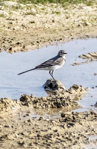 White Wagtail