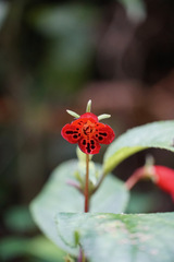 Kohleria inaequalis, photograph (c) Connor Connolly-Moyls, some rights reserved (CC BY)