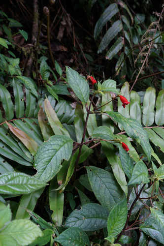 Kohleria inaequalis, photograph 4
