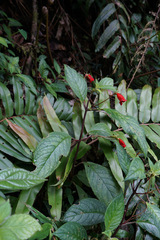 Kohleria inaequalis, photograph (c) Connor Connolly-Moyls, some rights reserved (CC BY)