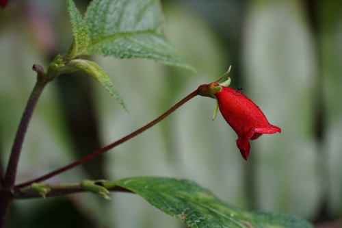 Kohleria inaequalis, photograph 3