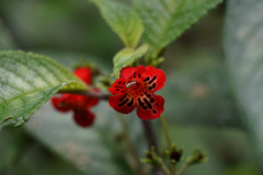 Kohleria inaequalis, photograph (c) Connor Connolly-Moyls, some rights reserved (CC BY)