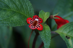Kohleria inaequalis