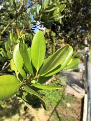 Pimenta racemosa