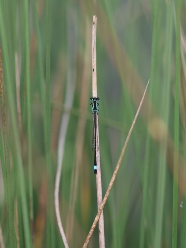 Blue-tailed Damselfly