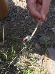 Paracotalpa granicollis