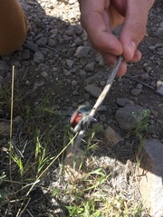Paracotalpa granicollis