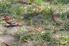 Haemorhous mexicanus
