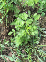 Rubus ursinus macropetalus