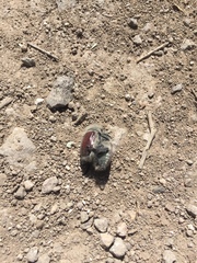Paracotalpa granicollis
