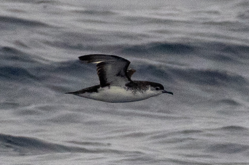 Barolo Shearwater (Puffinus baroli)