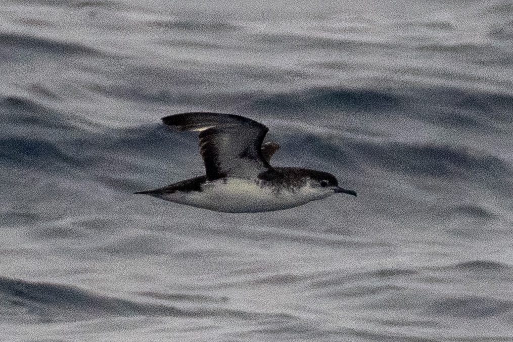 Barolo Shearwater (Puffinus baroli), photo 1