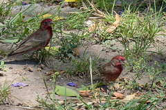 Haemorhous mexicanus