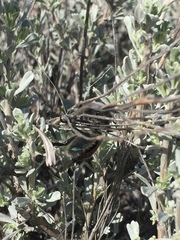 Paracotalpa granicollis