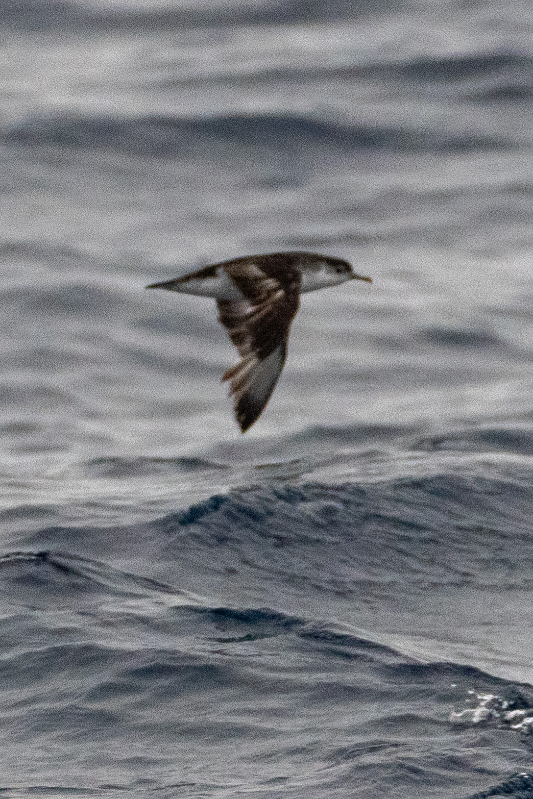 Barolo Shearwater (Puffinus baroli), photo 2