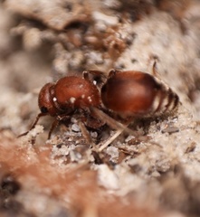 Pseudomethoca sanbornii