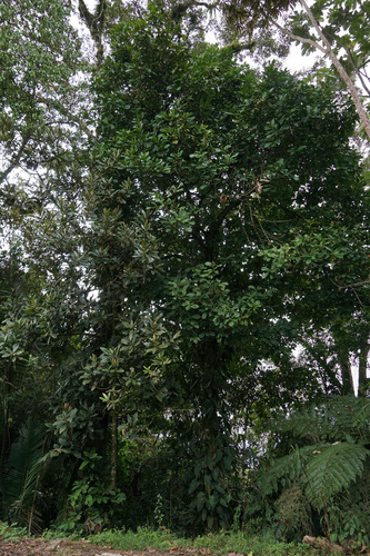 Magnolia hernandezii, photograph 4